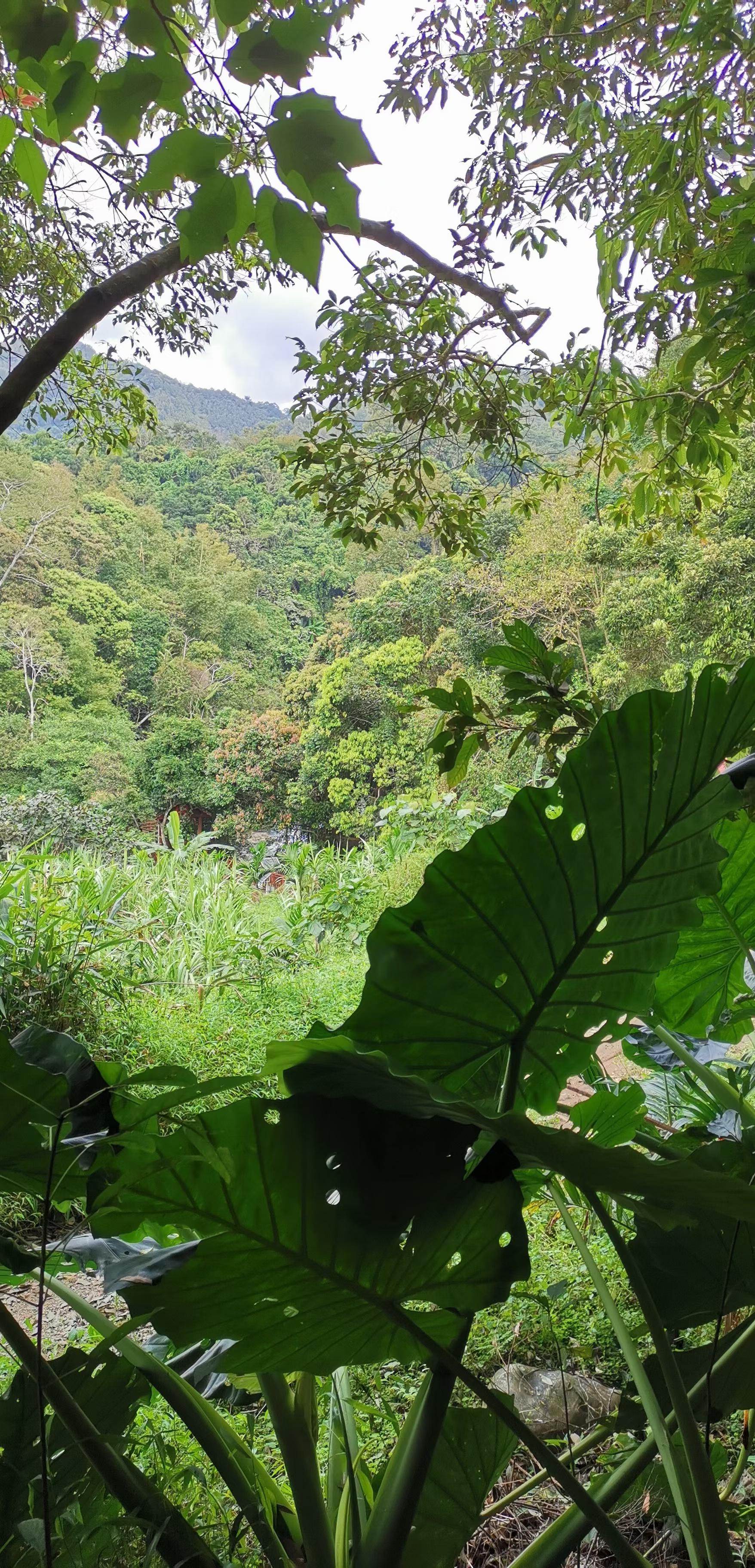 五指山,万泉河,红军精神,海南岛,这些都是我心中的挚爱.