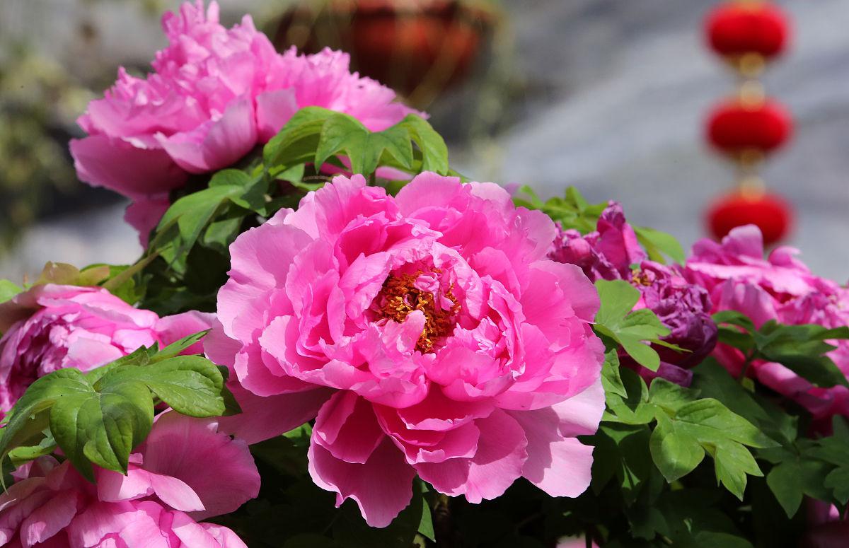 月入过万的65岁离异老哥:四条件找老伴儿,缘分何处寻?