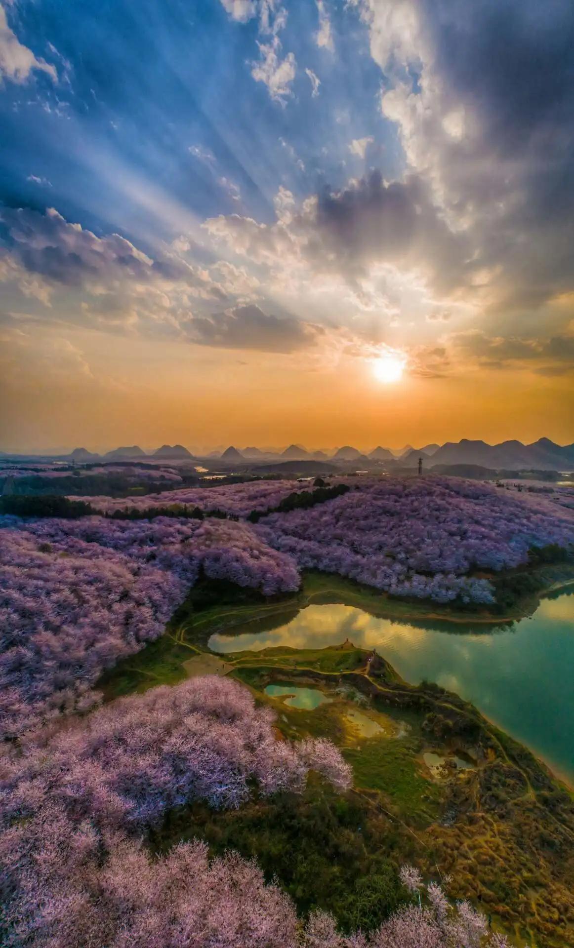 贵州平坝花海图片