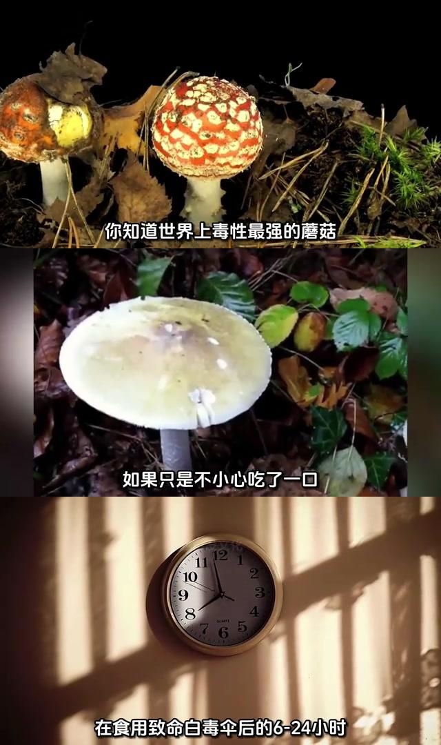 揭秘全球最毒蘑菇 一触即溃