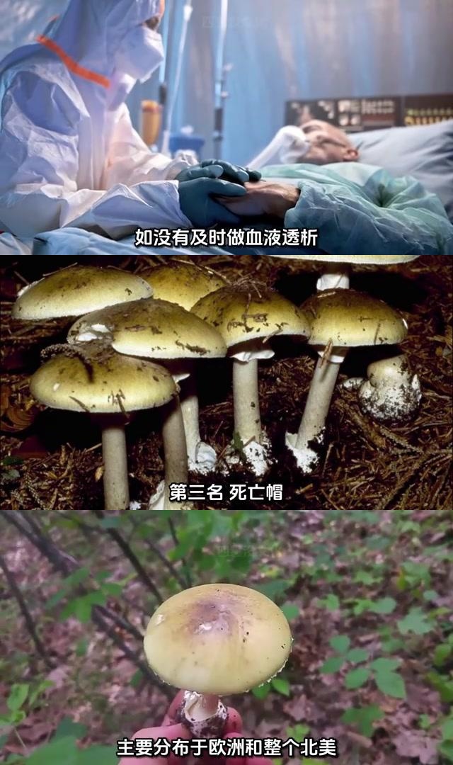 揭秘全球最毒蘑菇 一触即溃