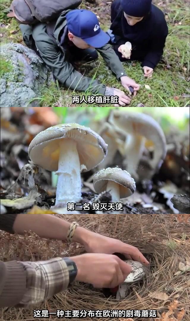 揭秘全球最毒蘑菇 一触即溃