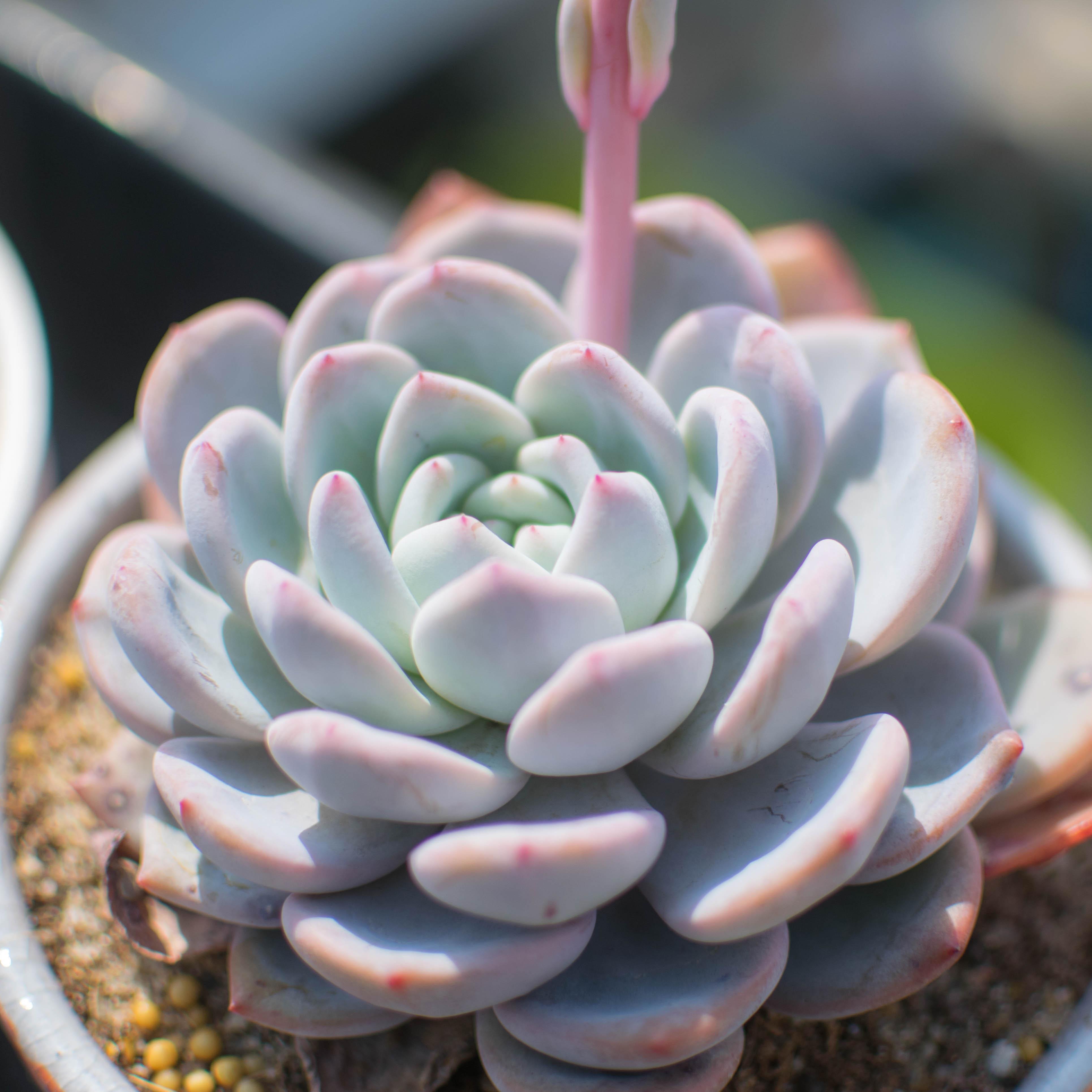 多肉植物 生活中的一部分 多肉植物不仅仅是一种植物