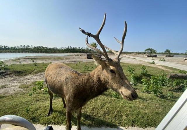 探索江苏盐城市大丰中华麋鹿园:旅游攻略大放送!