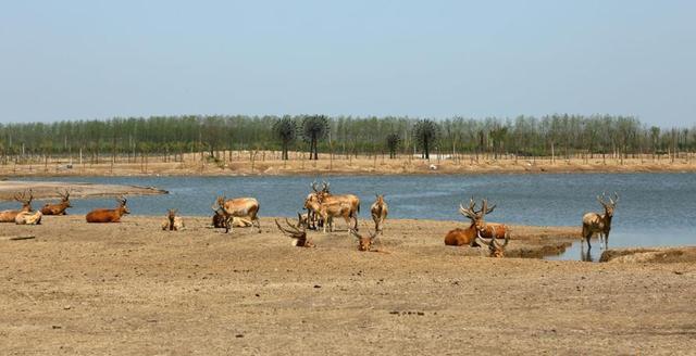 位于江苏黄海之滨的大丰麋鹿保护区,总面积高达78-000公顷,涵盖2-668