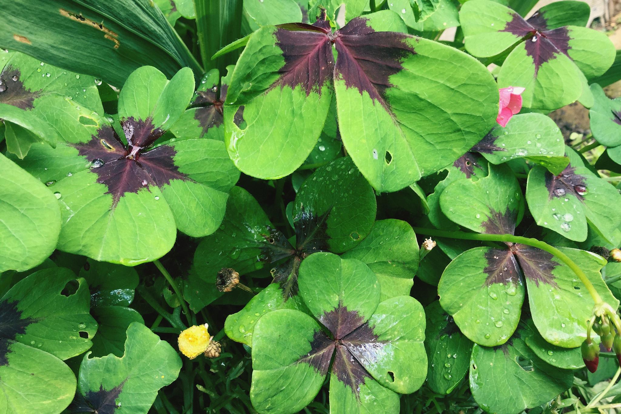 山荷叶花的神秘又高雅的气质吸引了很多人,但是如何养护它们呢?