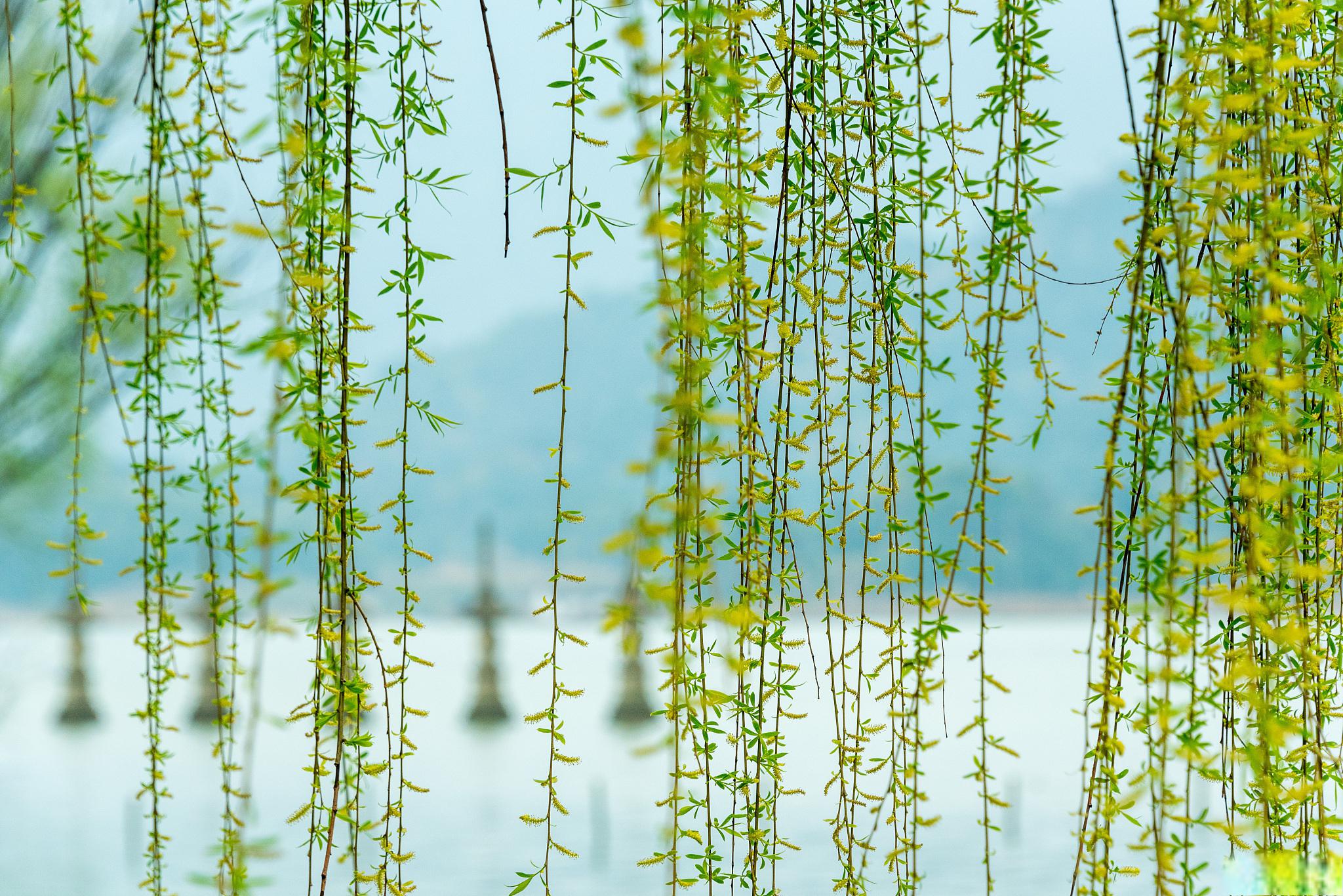 北方春天的美景 三月春柳美如烟 北方的春天