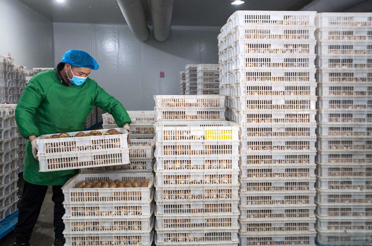 冷库在果蔬批发业:法律视角下的保鲜与盈利之道 冷库在水果蔬菜批发