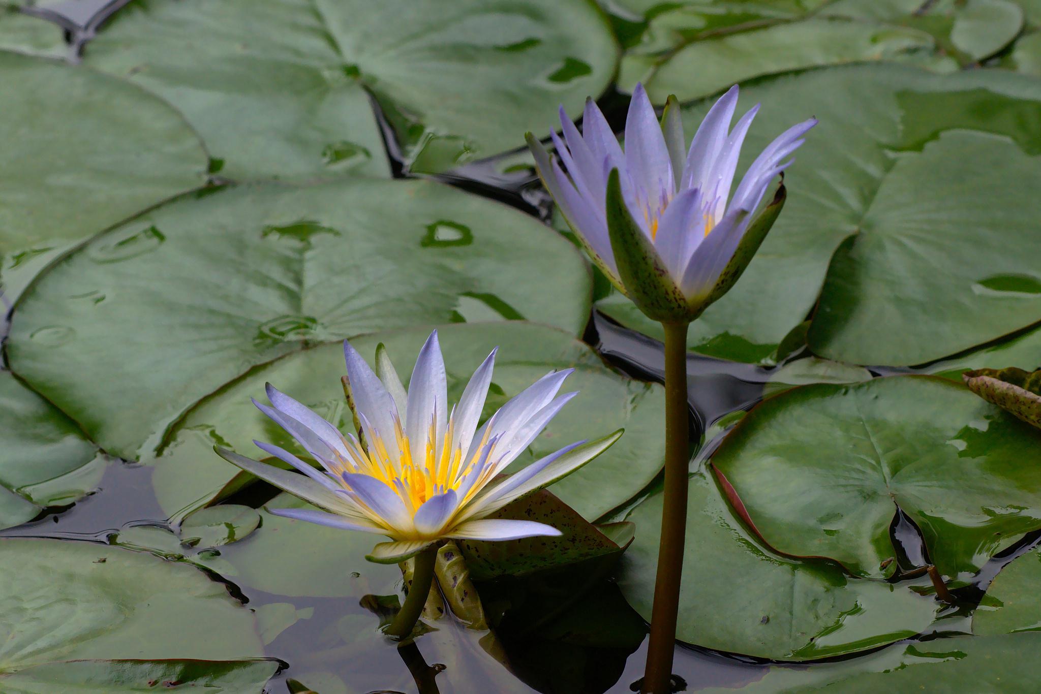 山荷叶花:独特魅力的花卉爱好者挚爱 山荷叶花以其美丽与生命力赢得了