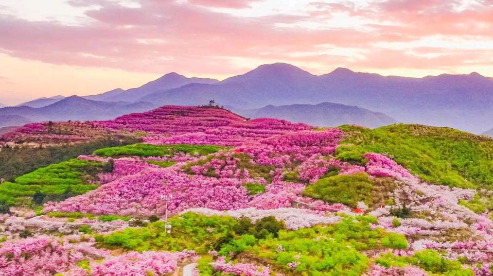 沙湾樱花基地图片