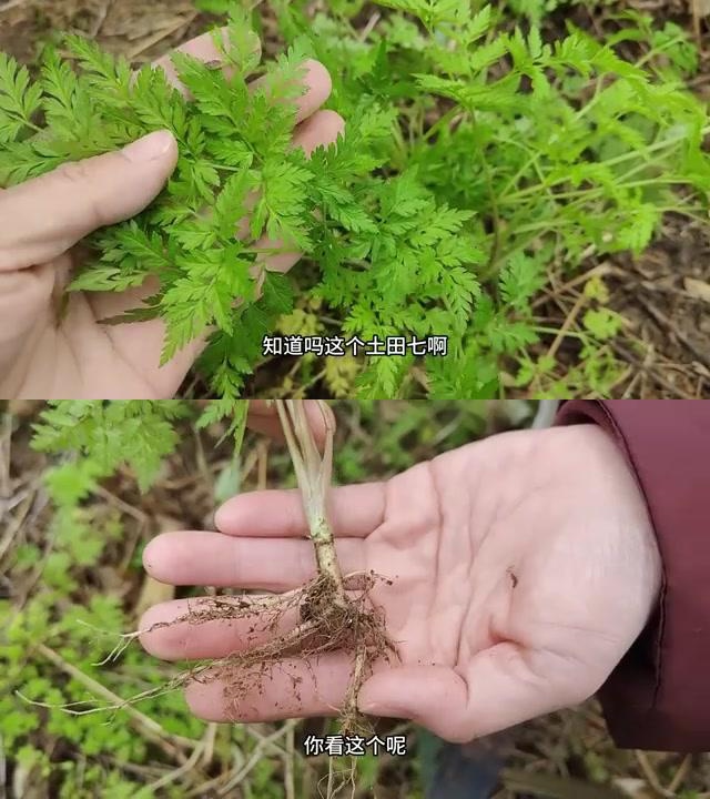 香香在野外的一次探险中