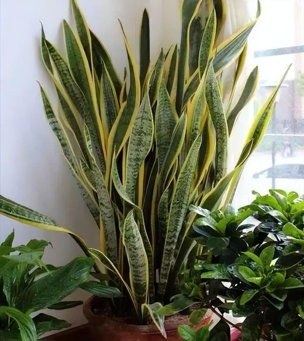 虎皮兰是一种绿色植物,叶片绿得发亮,纹路如画,是家居装饰的好选择.