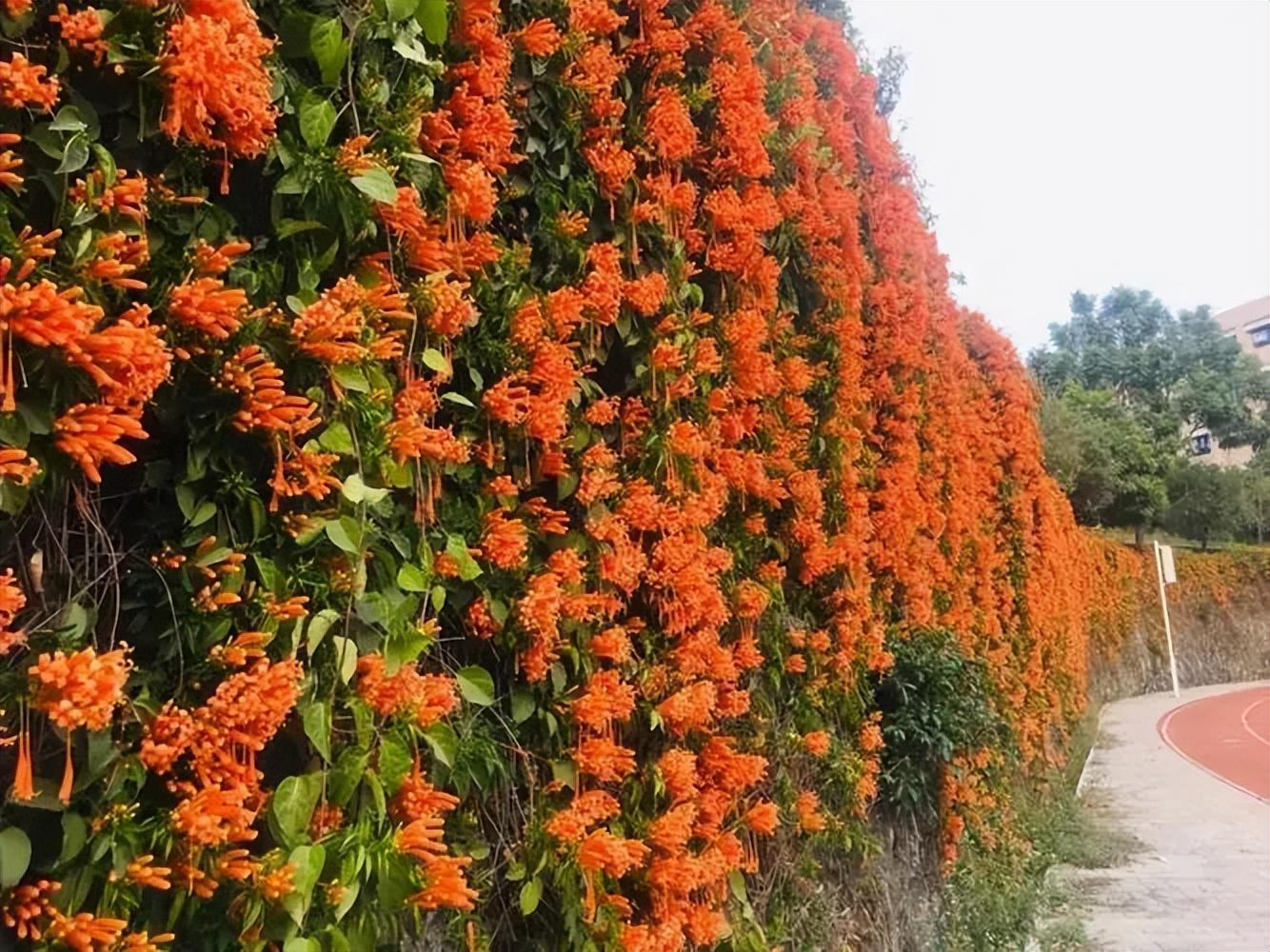 蜜糖草_蜜糖草_蜜糖草