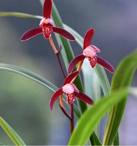 滇红素兰花:家中不可或缺的绿色 在家也能打造花园!