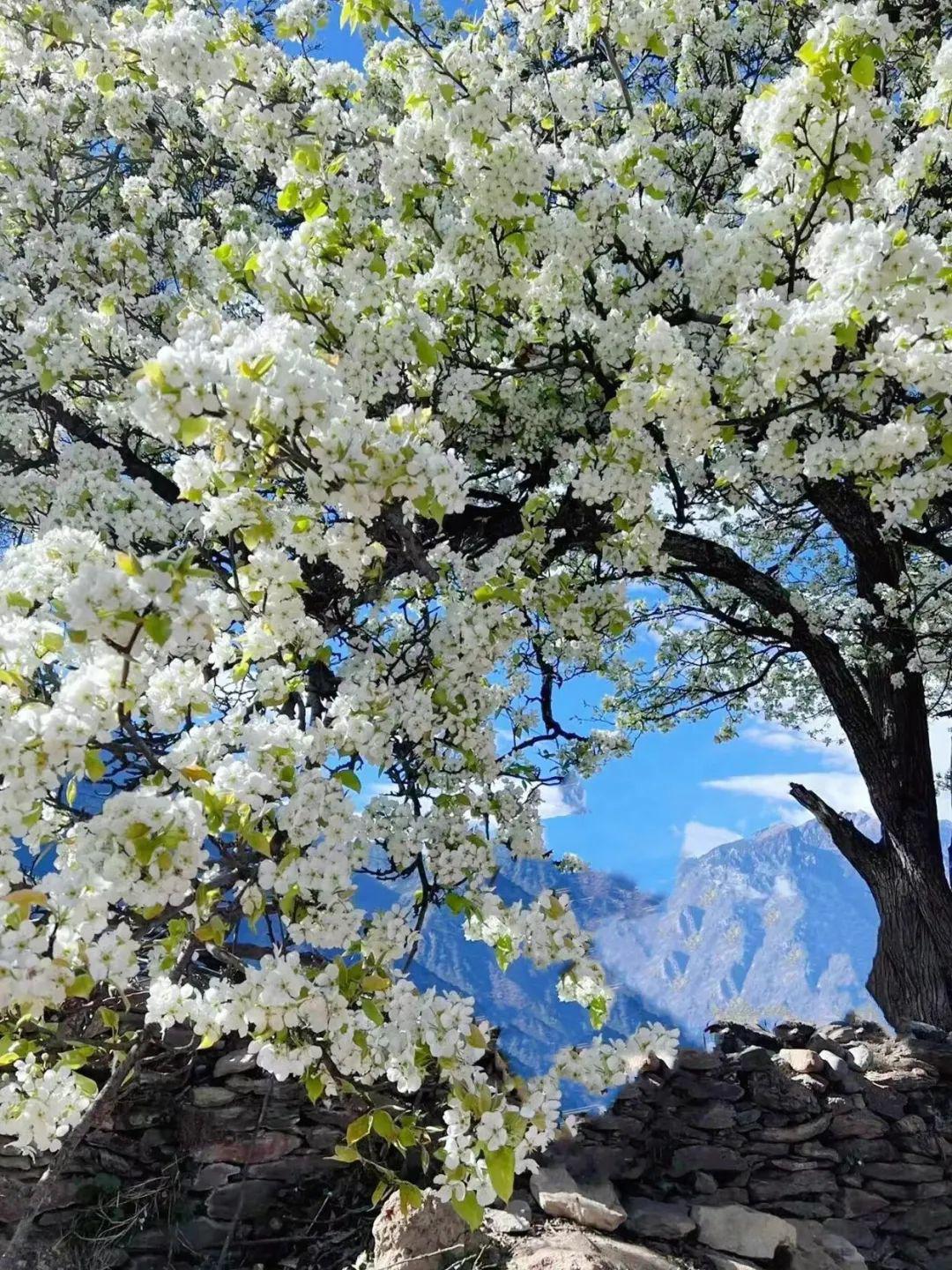 本文将为你介绍四川的赏花盛宴,包括川西梨花,绵阳辛夷花,油菜花海与