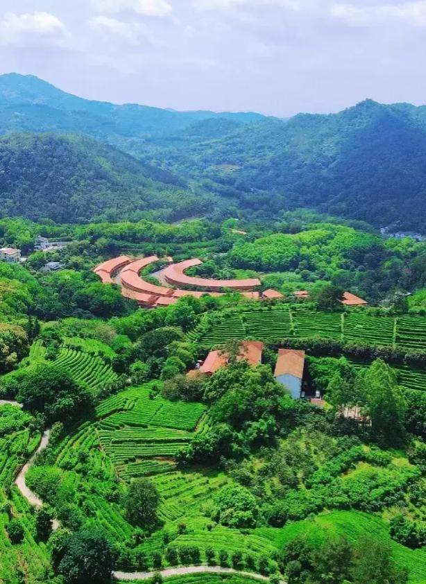 梅州雁南飞茶田景区:五大人群免费畅游!