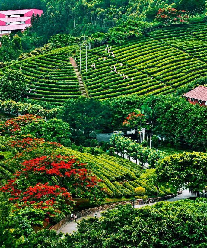 雁南飞茶田风景区图片