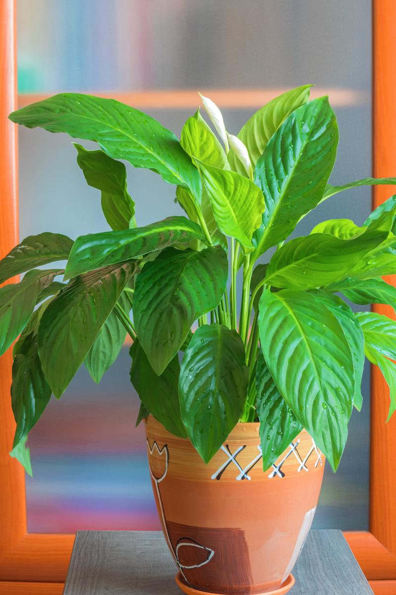 为了呵护家中绿植,越来越多人开始拒绝化学农药,选择天然养护方法!