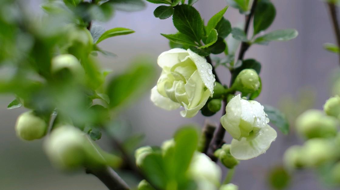 自然之美:茶花,绿色海棠,长寿花 94今年茶花盛开,美丽绝伦!