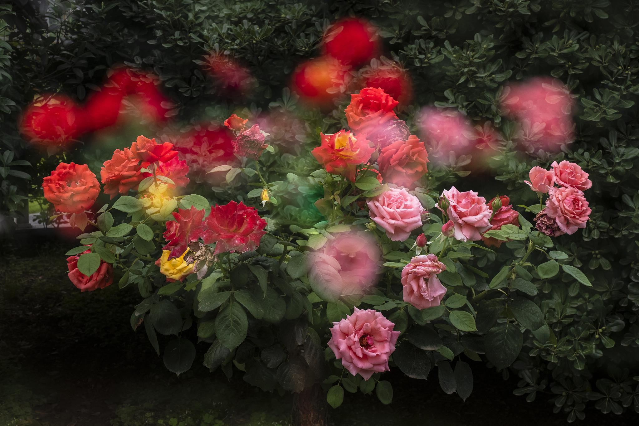 彩虹阳台月季花是一种美丽绽放的花卉,它的色彩缤纷,香气浓郁,生命力