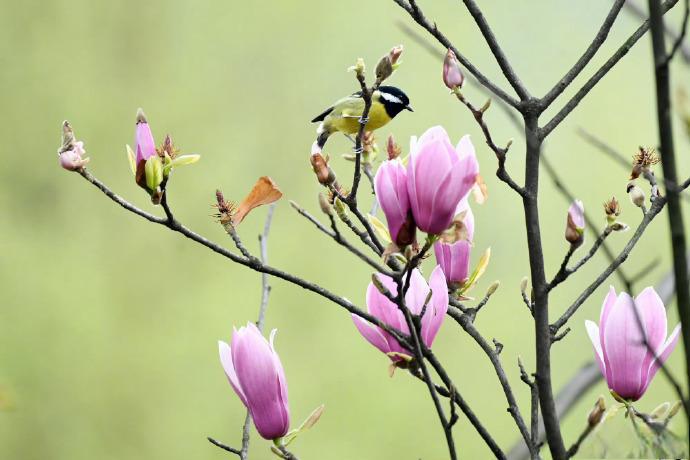 塔子山梅花图片