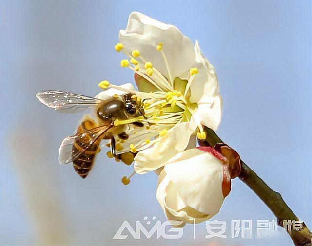 塔子山梅花图片