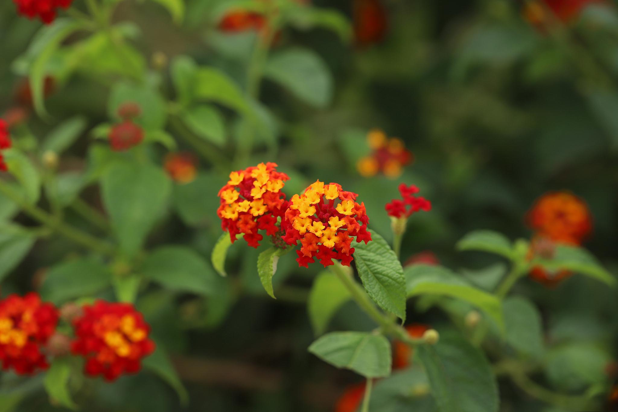 马缨花香烟图片