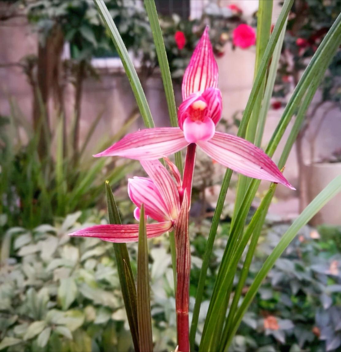 千年名花,绽放新魅力——都江红素 兰花,自古以来的"君子花",不仅承载