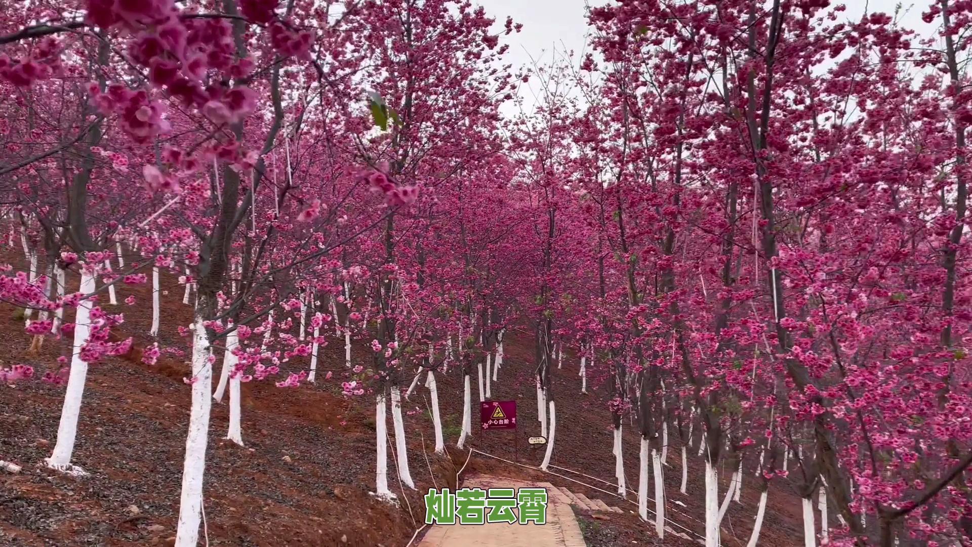 那就来宜良山后樱花谷吧!