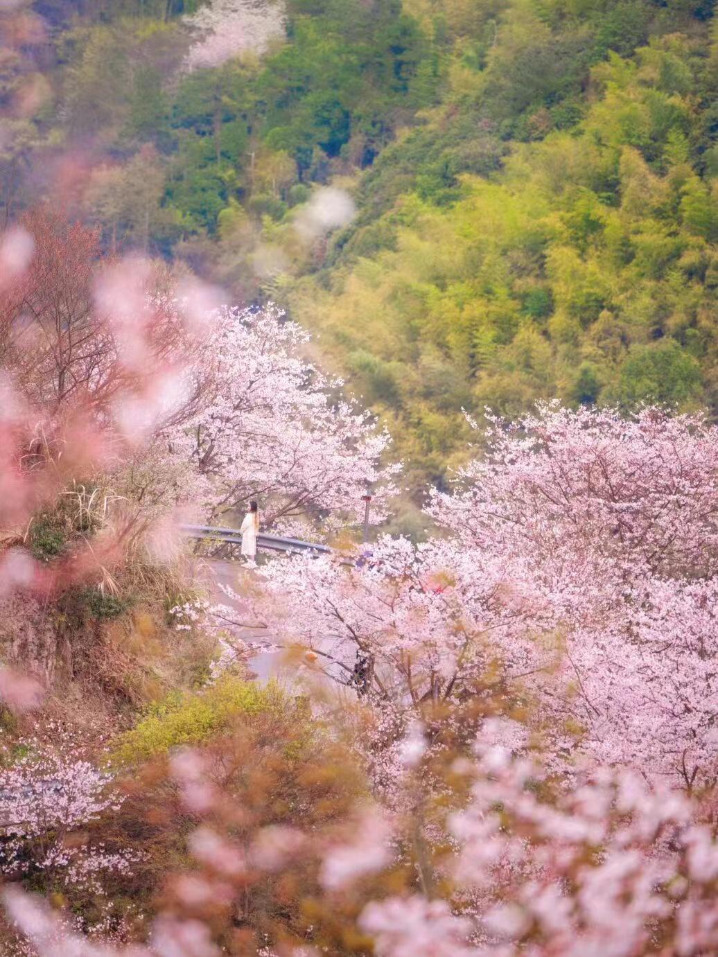 宁波达人村樱花图片