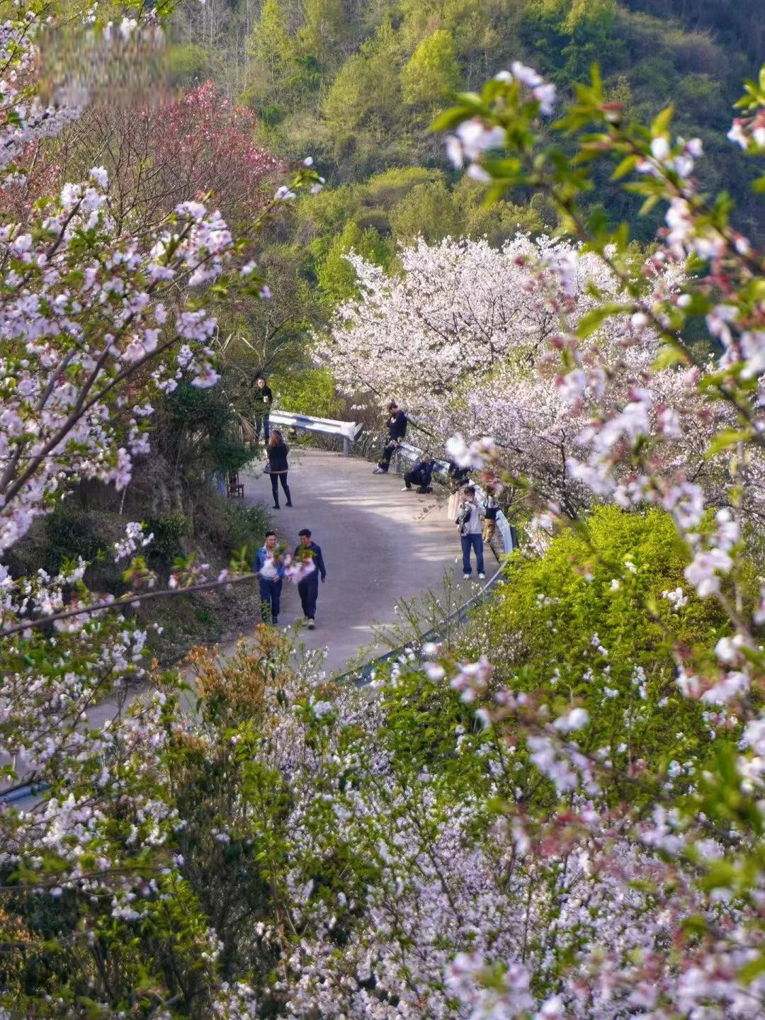 宁波达人村樱花图片