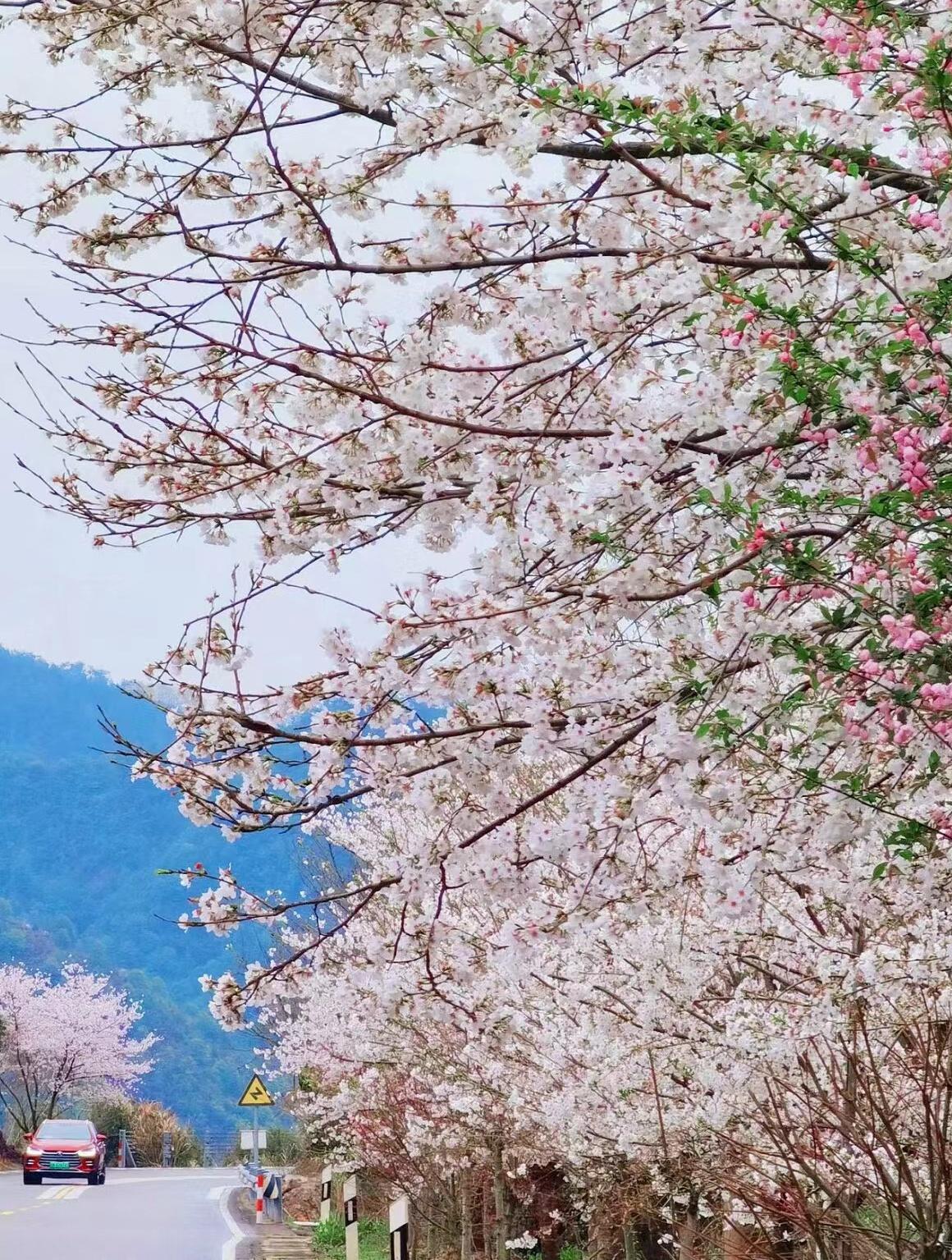 宁波樱花季:走这条线路,轻松避开人群 气温回升,宁波的各大景点的樱花