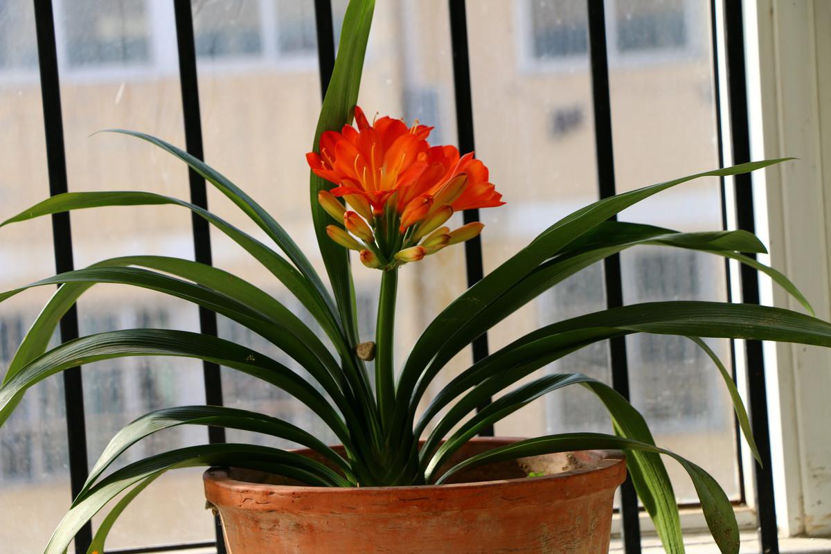 养护君子兰的四个秘诀 兰花自古以来就是高雅清逸的象征,君子兰更是