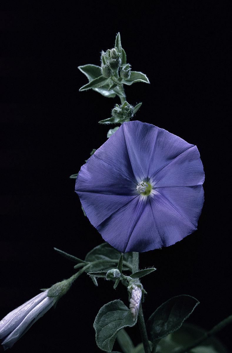 月光花:优雅绽放的夜之精灵 月光花,又称月光草,夜来香,是一种充满