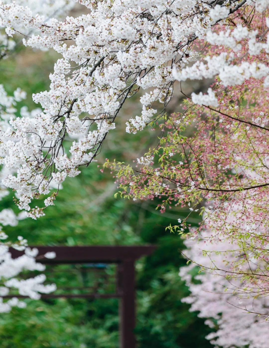 陌上花开,春色与你 春风拂面,繁花似锦,一片美景让人陶醉.