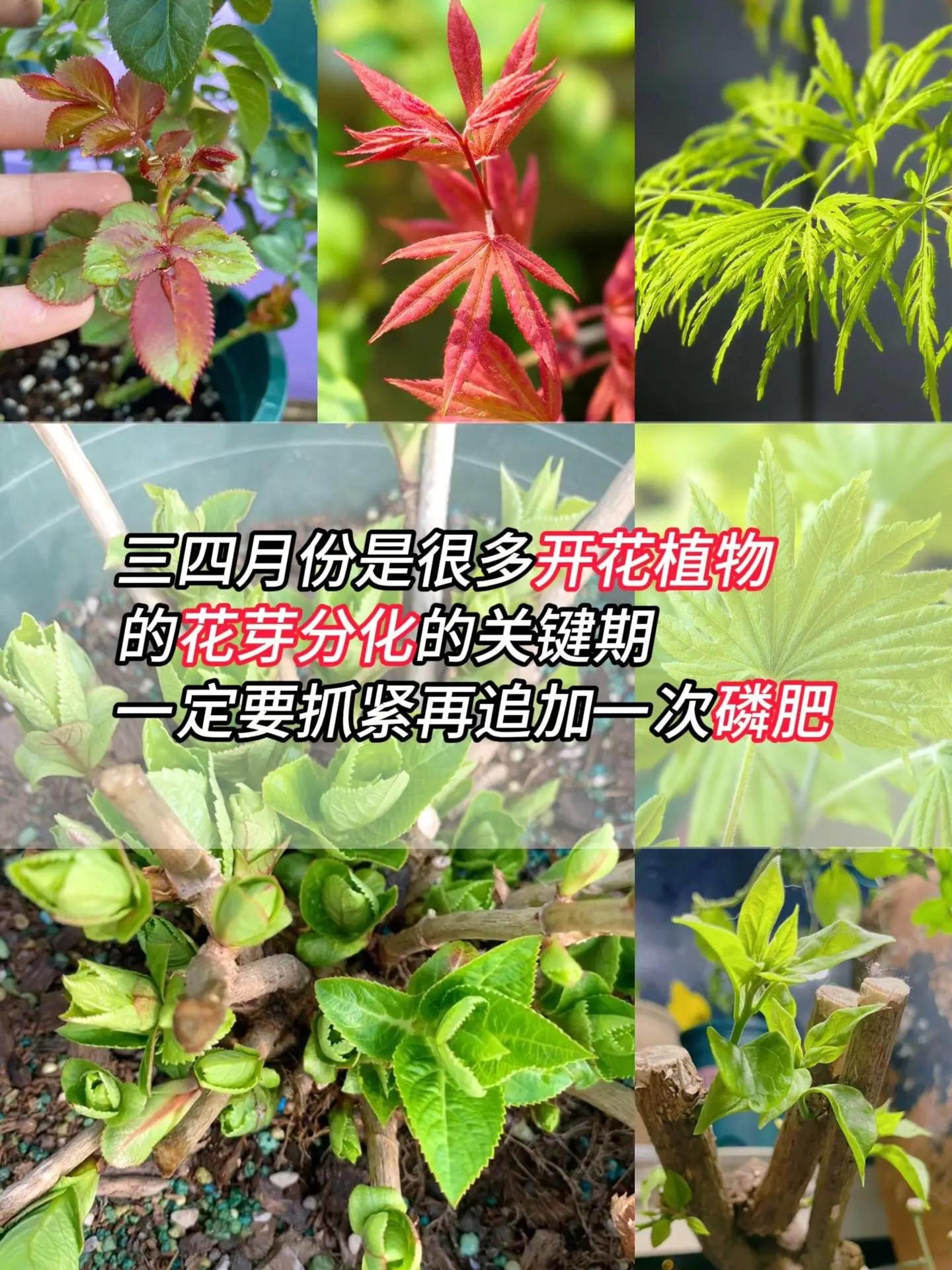 春天的植物介绍图片