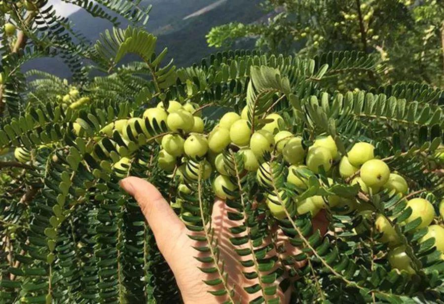 滇橄榄种植图片