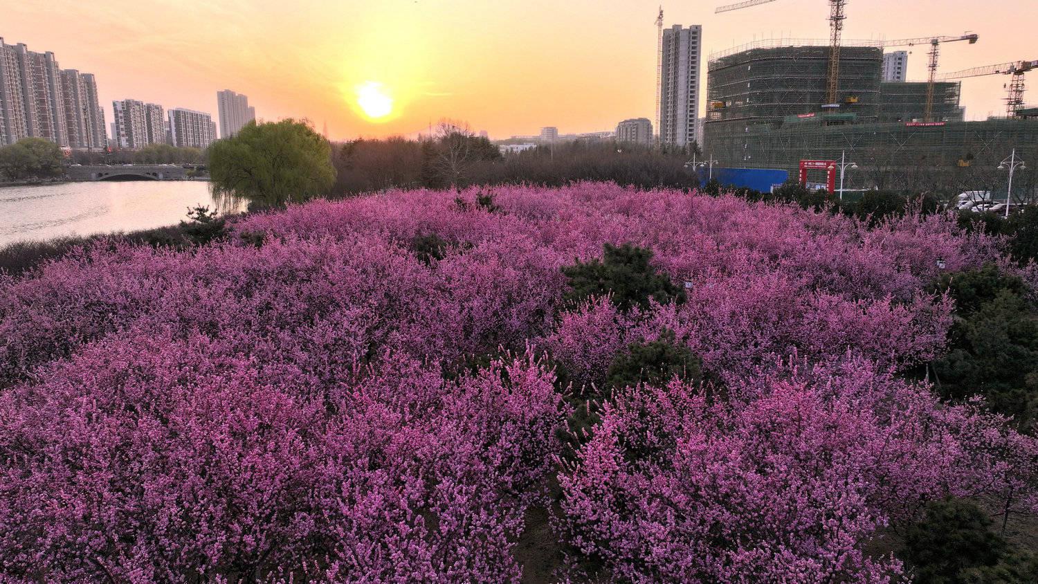 凤凰湖:泰安南部开发区的春天秘境 泰安南部开发区的凤凰湖,藏匿着一