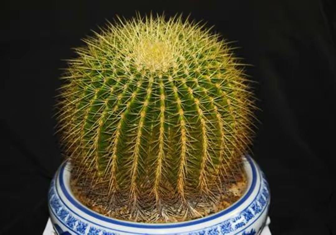 仙人球小球处理技巧 仙人球是一种生命力顽强的神奇植物,它的独特造型