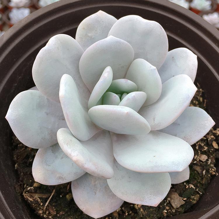 夏季雪莲多肉养护指南 夏日炎炎,阳光炽烈,这是雪莲多肉需要特别呵护