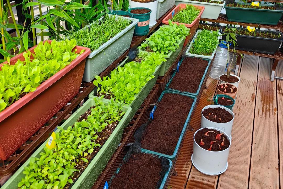阳台种菜,让你的生活更绿色 阳台种菜,已经成为80,90后追求绿色生活的