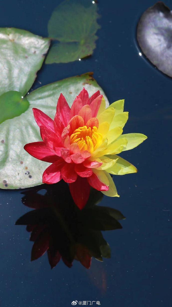 厦门双色睡莲绽放背后的法律保护与生态平衡 近日,厦门海湾公园近3000