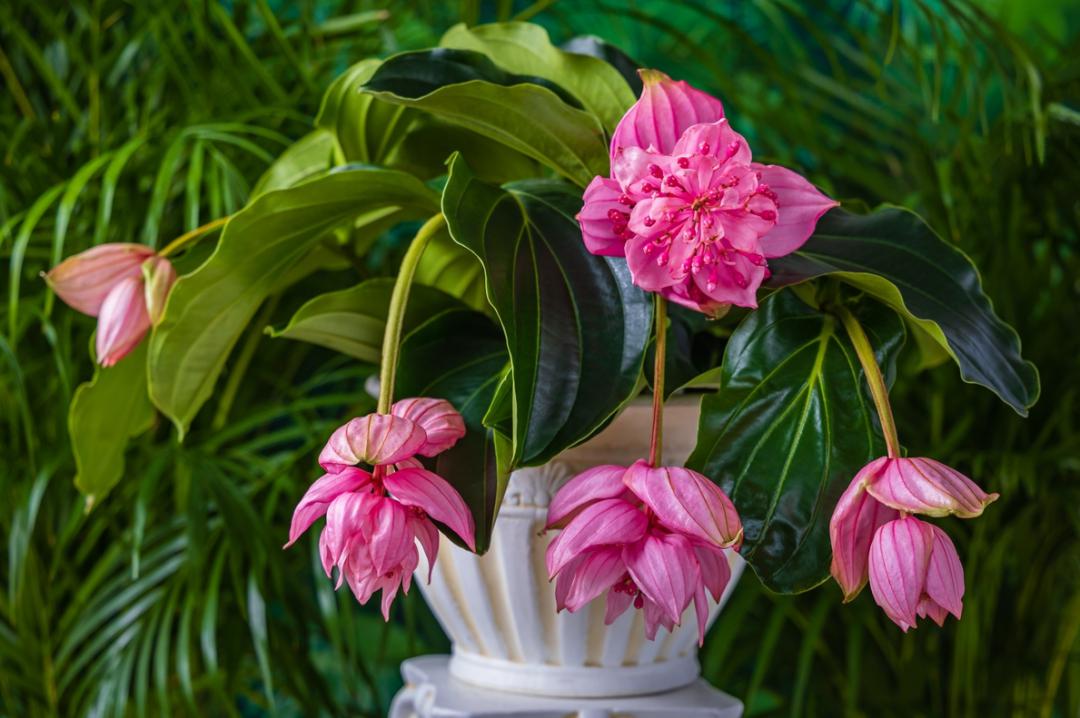 东南亚热带雨林的秘密宝藏 宝莲灯,华丽如宫中莲灯,别名珍珠宝莲,是