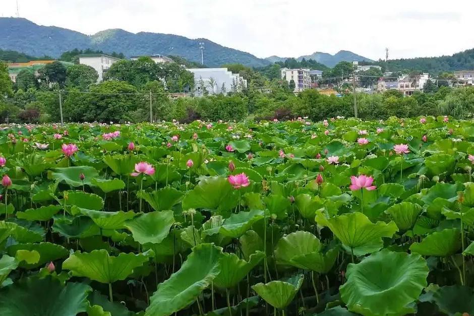 尤其是花石镇,那里的湘莲不仅是湖南的骄傲,更是中国国家地理标志产品