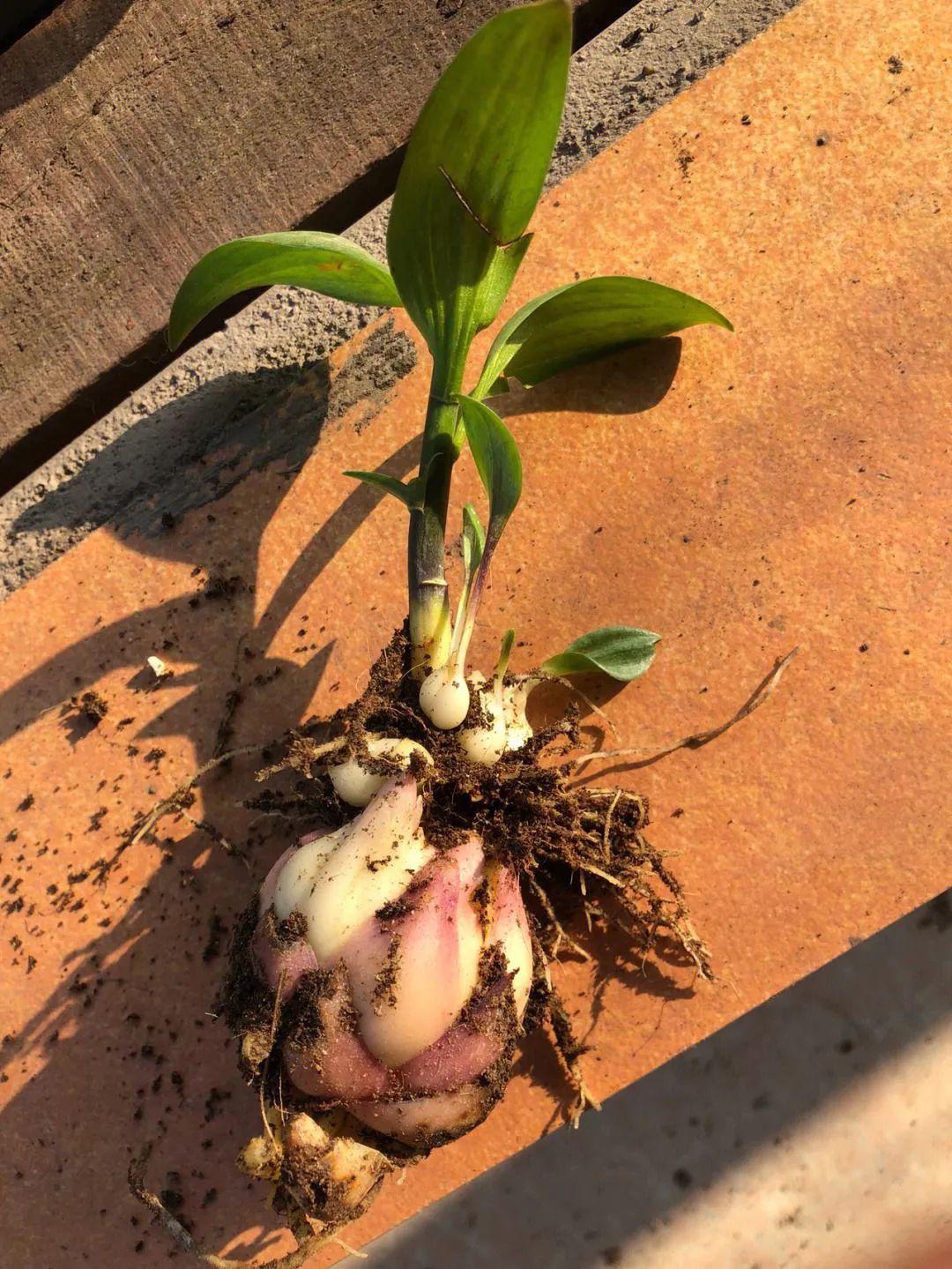 揭秘百合之美 百合,又名强蜀,番韭等,是多年生草本球根植物,源自中国