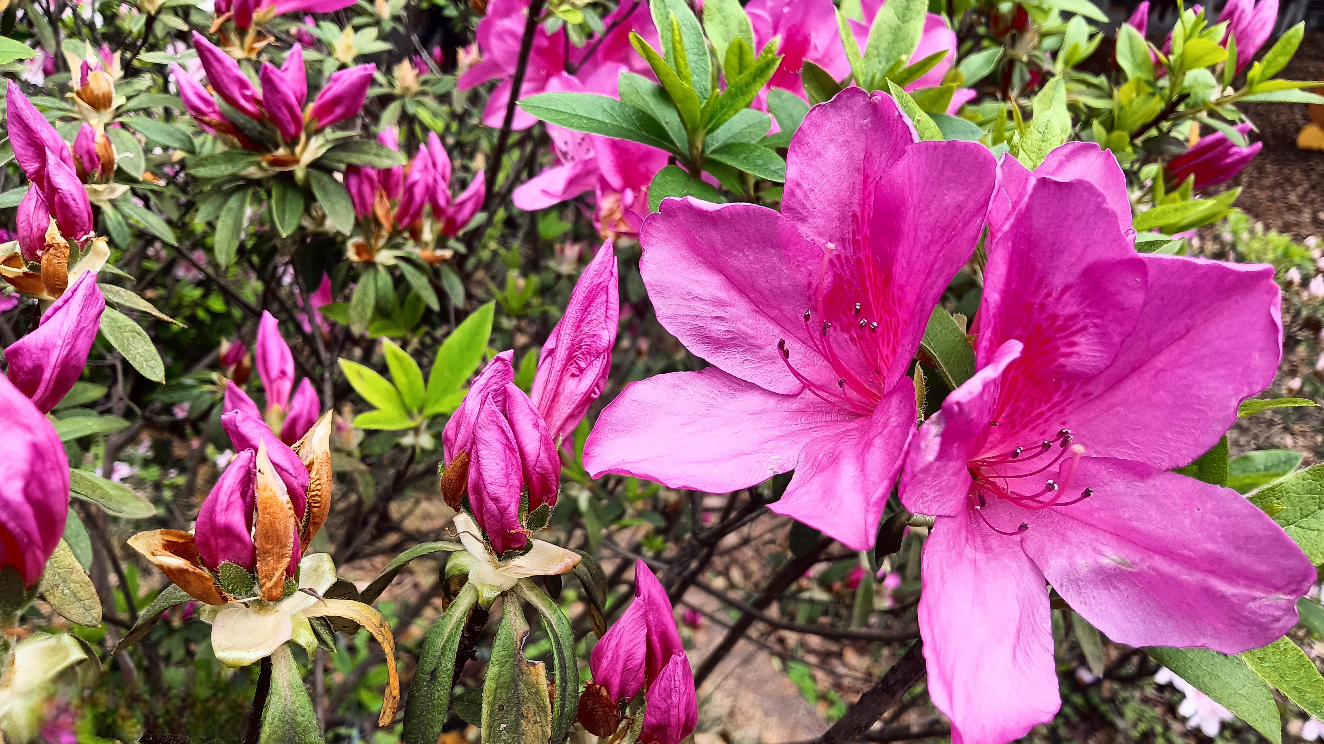 杜鹃花:五彩缤纷的春天 杜鹃花是春天的代表,她们的美艳和色彩让人