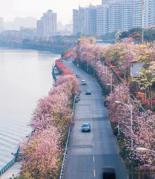 柳州紫荆花城市图片