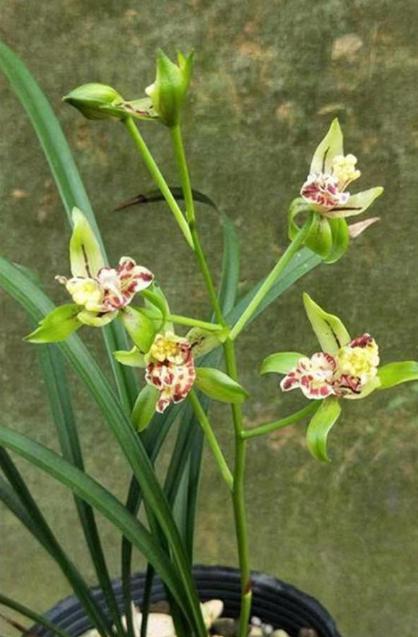 梨山狮王:兰花界的瑰宝 自古以来,花卉一直是人们心中的珍宝.