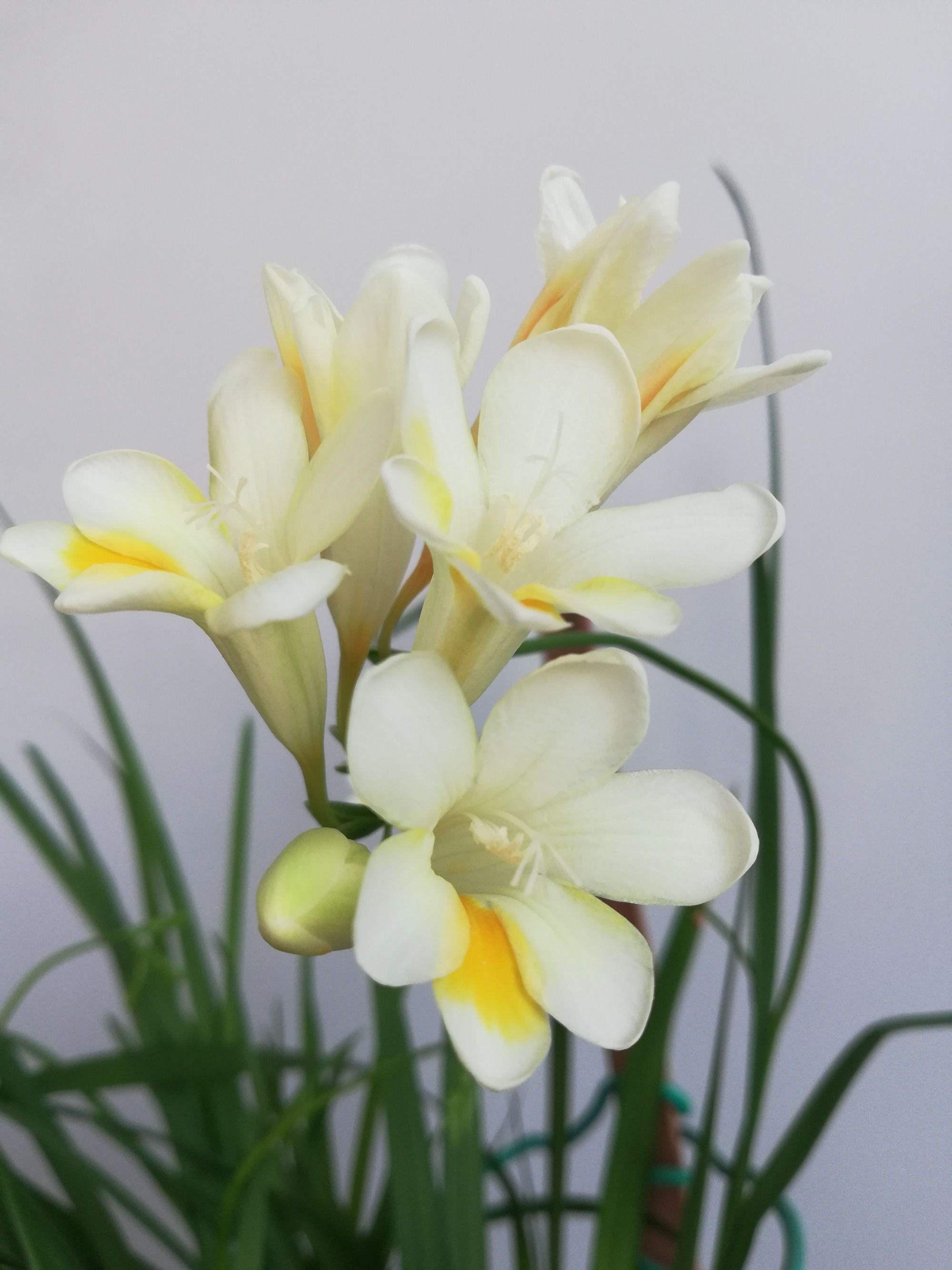 98光照与温度 香雪兰偏爱温暖与阳光,阳台或