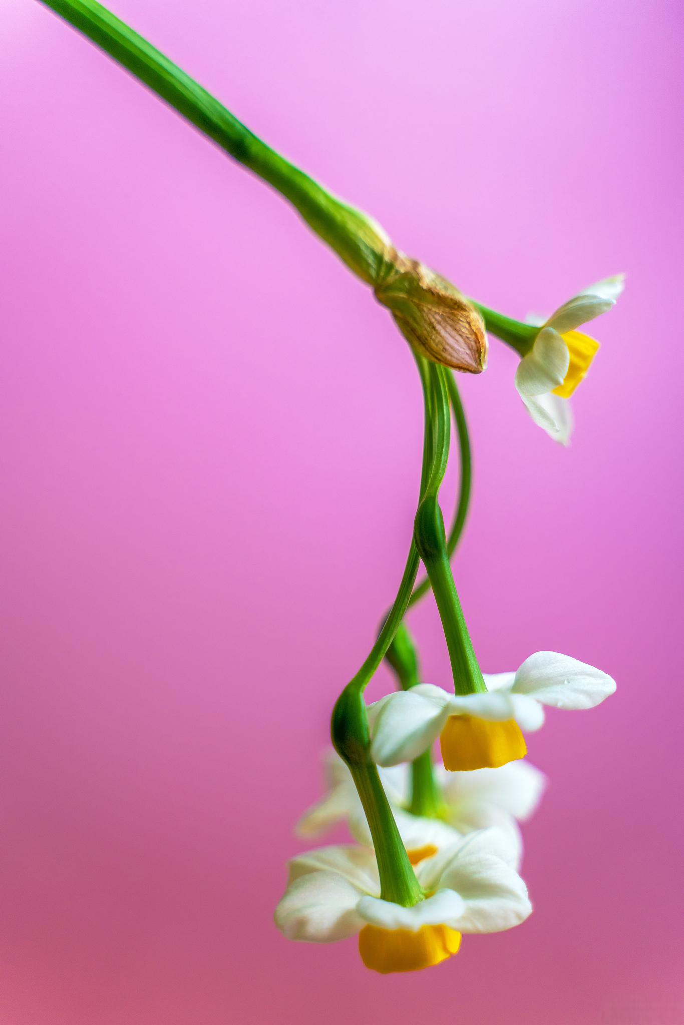 水仙花 冬日仙子的盛开之谜 水仙花